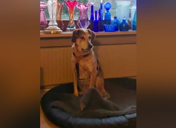 AFRICA - eine absolute Traumhündin!!!