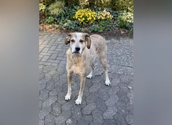 AFRICA - eine absolute Traumhündin!!!