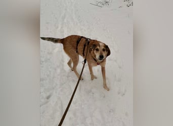 AFRICA - eine absolute Traumhündin!!!