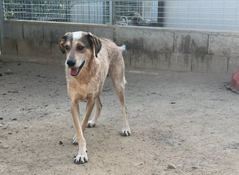 AFRICA - eine absolute Traumhündin!!!