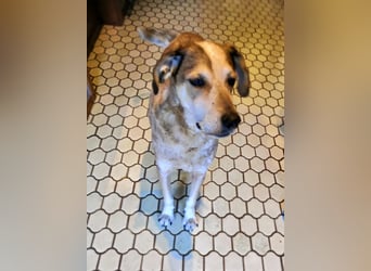 AFRICA - eine absolute Traumhündin!!!