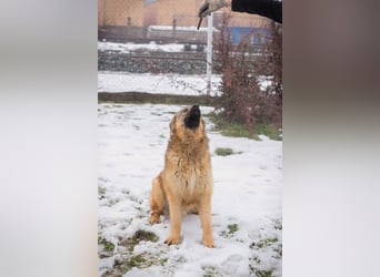 Joe: Fröhlicher, verspielter Riese