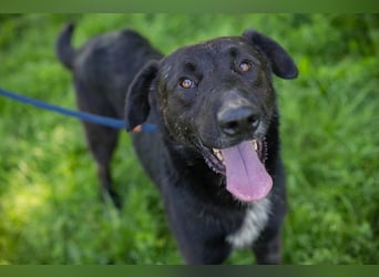 Comet sucht ein Zuhause