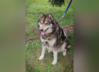 Ambro sucht ein Zuhause