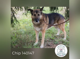Chip 140147 sucht ein zu Hause