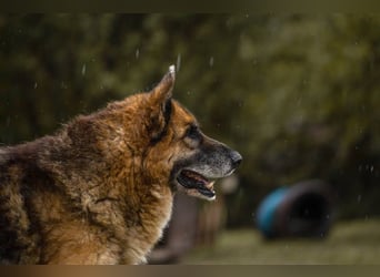 Loic: Dein Partner mit der grauen Schnauze