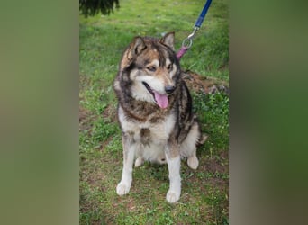 Ambro sucht ein Zuhause
