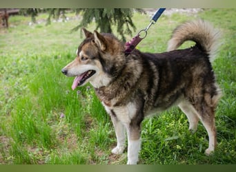 Ambro sucht ein Zuhause