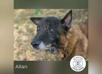 Allan sucht ein Zuhause