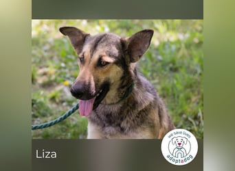 Liza sucht ein Zuhause