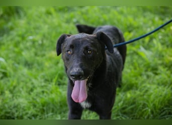 Comet sucht ein Zuhause