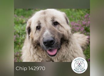 Chip 142970 sucht ein Zuhause