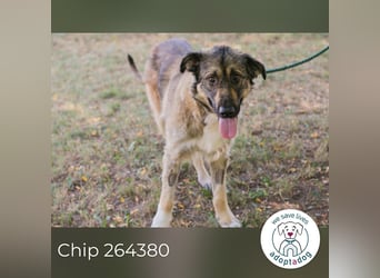 Chip 264380 sucht ein Zuhause