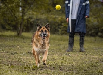 Loic: Dein Partner mit der grauen Schnauze