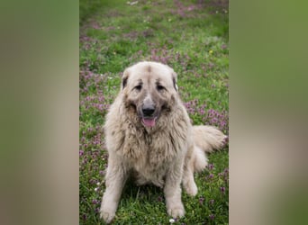 Chip 142970 sucht ein Zuhause