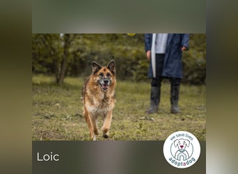 Loic: Dein Partner mit der grauen Schnauze