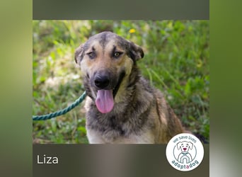 Liza sucht ein Zuhause