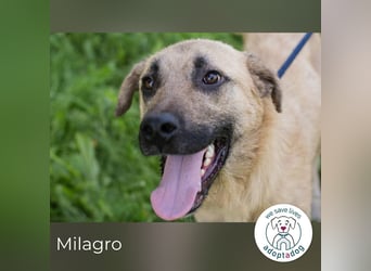 Milagro sucht ein Zuhause