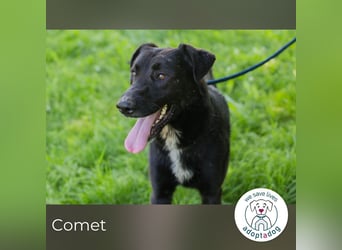 Comet sucht ein Zuhause