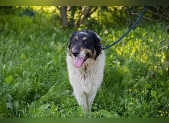 Betsy sucht ein Zuhause
