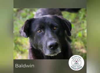 Baldwin sucht ein Zuhause