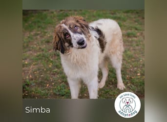Simba 231846 sucht ein zu Hause