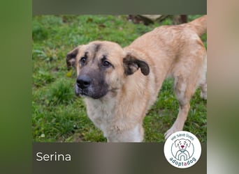 Serina 256413 sucht ein zu Hause