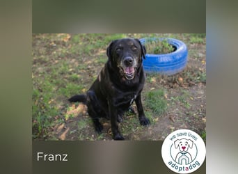 Franz 756004 sucht ein zu Hause