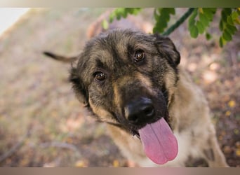 Chip 264380 sucht ein Zuhause