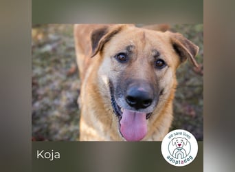 Koja 200008 sucht ein zu Hause
