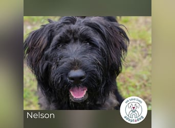 Nelson: Wirbelwind mit großem Herzen
