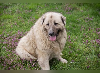 Chip 142970 sucht ein Zuhause