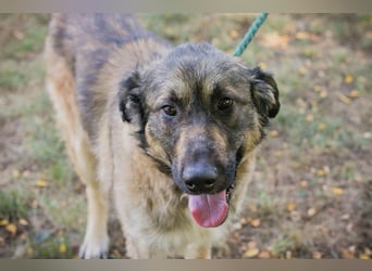 Chip 264380 sucht ein Zuhause