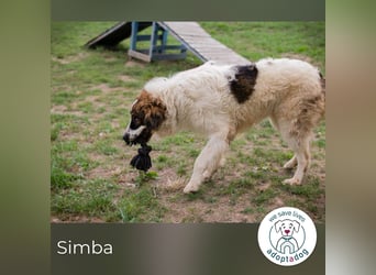 Simba 231846 sucht ein zu Hause