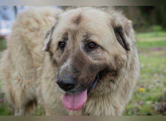 Chip 142970 sucht ein Zuhause