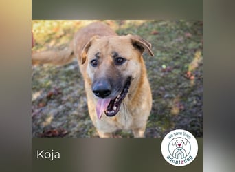 Koja 200008 sucht ein zu Hause