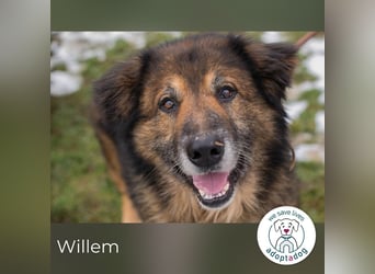 Willem 2059422 sucht ein zu Hause