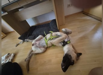 Skadi II 284176 sucht ein zu Hause