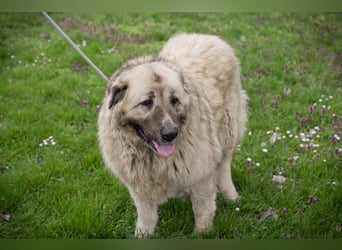 Chip 142970 sucht ein Zuhause