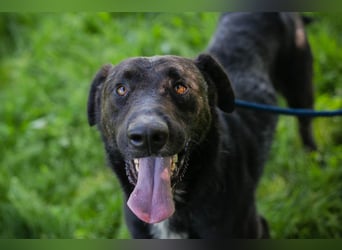 Comet sucht ein Zuhause