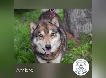 Ambro sucht ein Zuhause