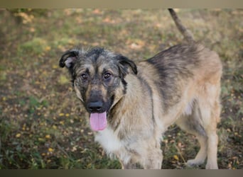 Chip 264380 sucht ein Zuhause