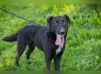 Comet sucht ein Zuhause