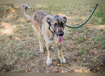 Chip 264380 sucht ein Zuhause