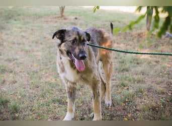 Chip 264380 sucht ein Zuhause