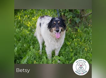 Betsy sucht ein Zuhause
