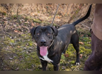 Piper: verdient eine zweite Chance