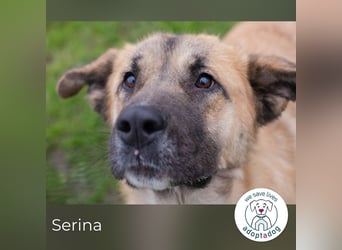 Serina 256413 sucht ein zu Hause