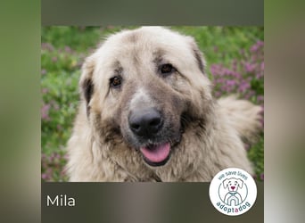 Mila sucht ein Zuhause
