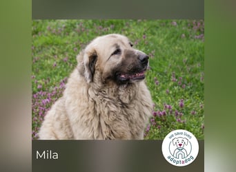 Mila sucht ein Zuhause